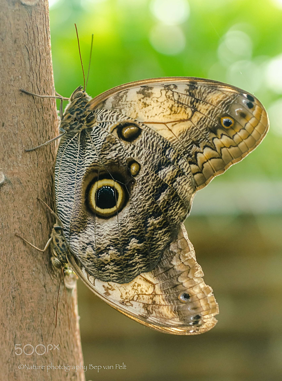 Nikon D7000 + Sigma 50mm F2.8 EX DG Macro sample photo. Yellow edged giant owl, mating photography