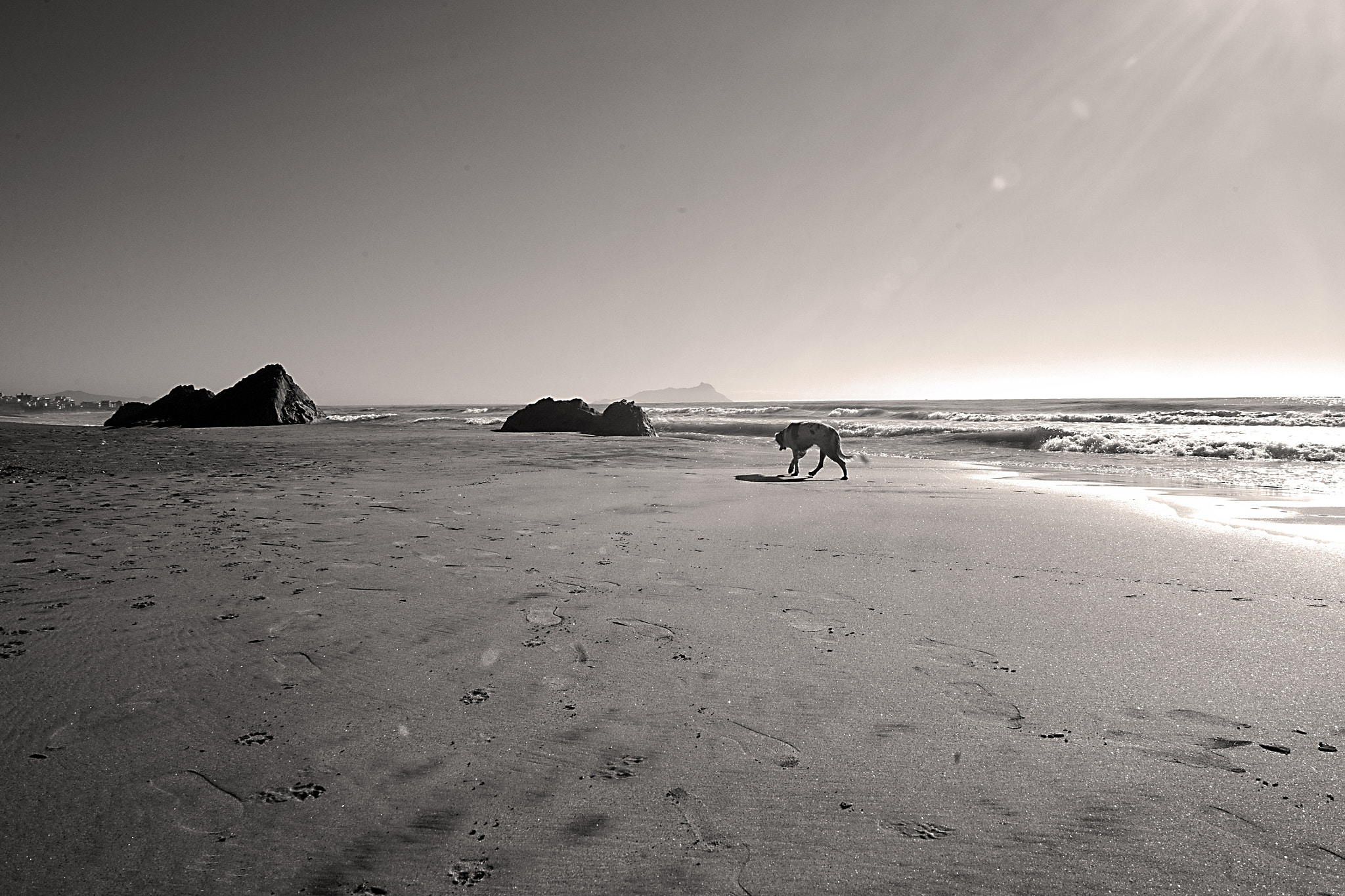 Canon EOS 5D + Sigma 24-70mm F2.8 EX DG Macro sample photo. Cane solitario photography