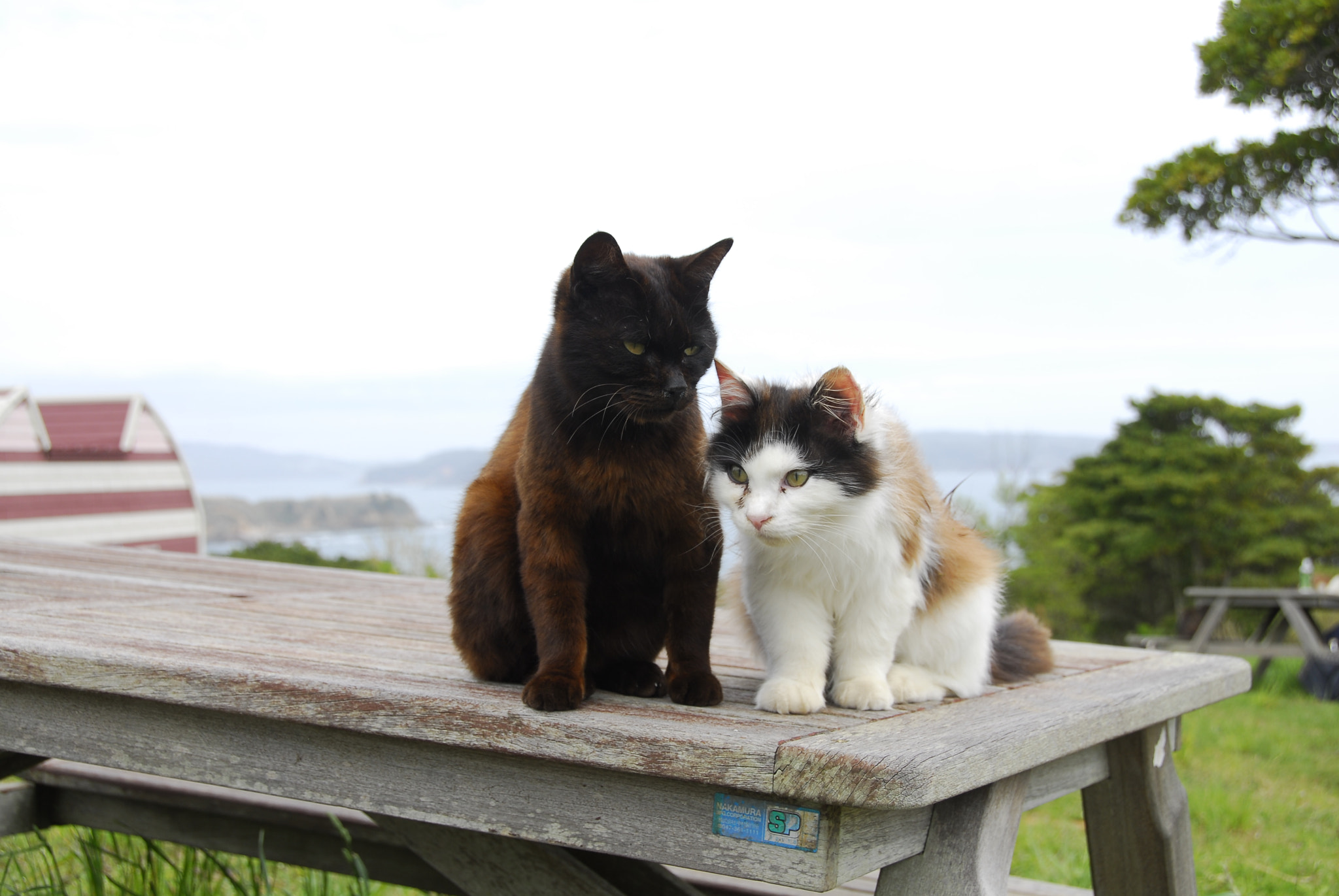 Nikon D200 sample photo. Cats on the table photography