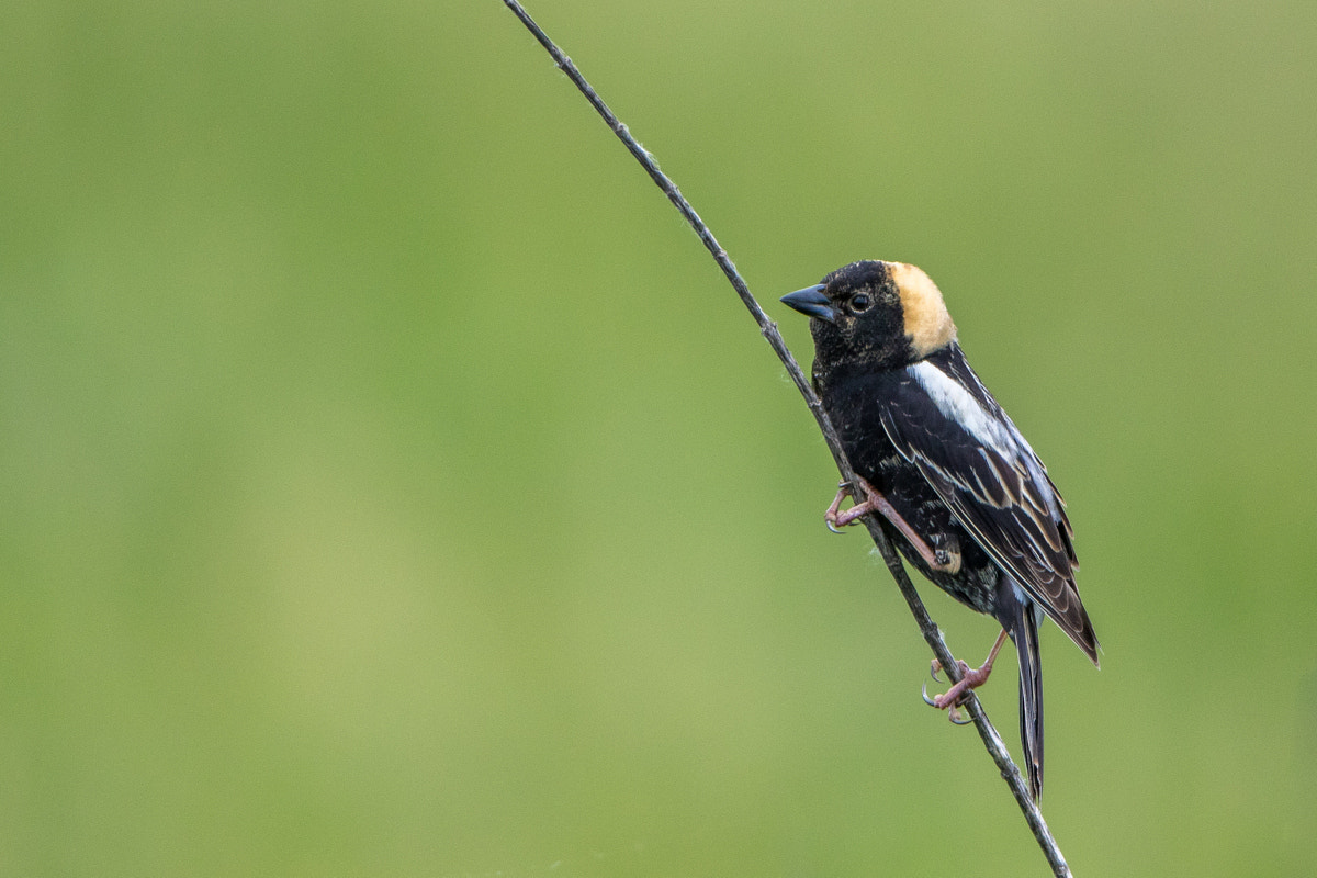 Canon EOS 7D Mark II + Canon EF 200-400mm F4L IS USM Extender 1.4x sample photo. Bobolink photography