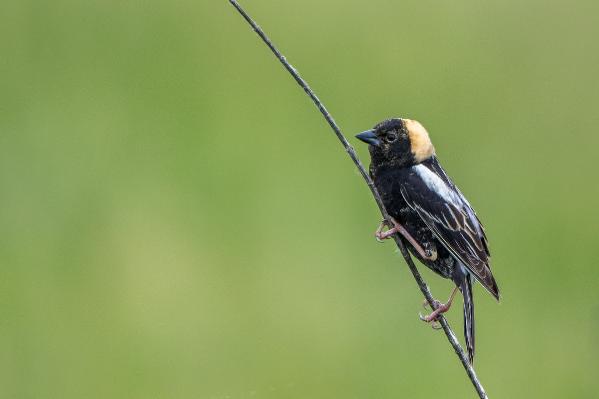 Canon EF 200-400mm F4L IS USM Extender 1.4x sample photo. Bobolink photography