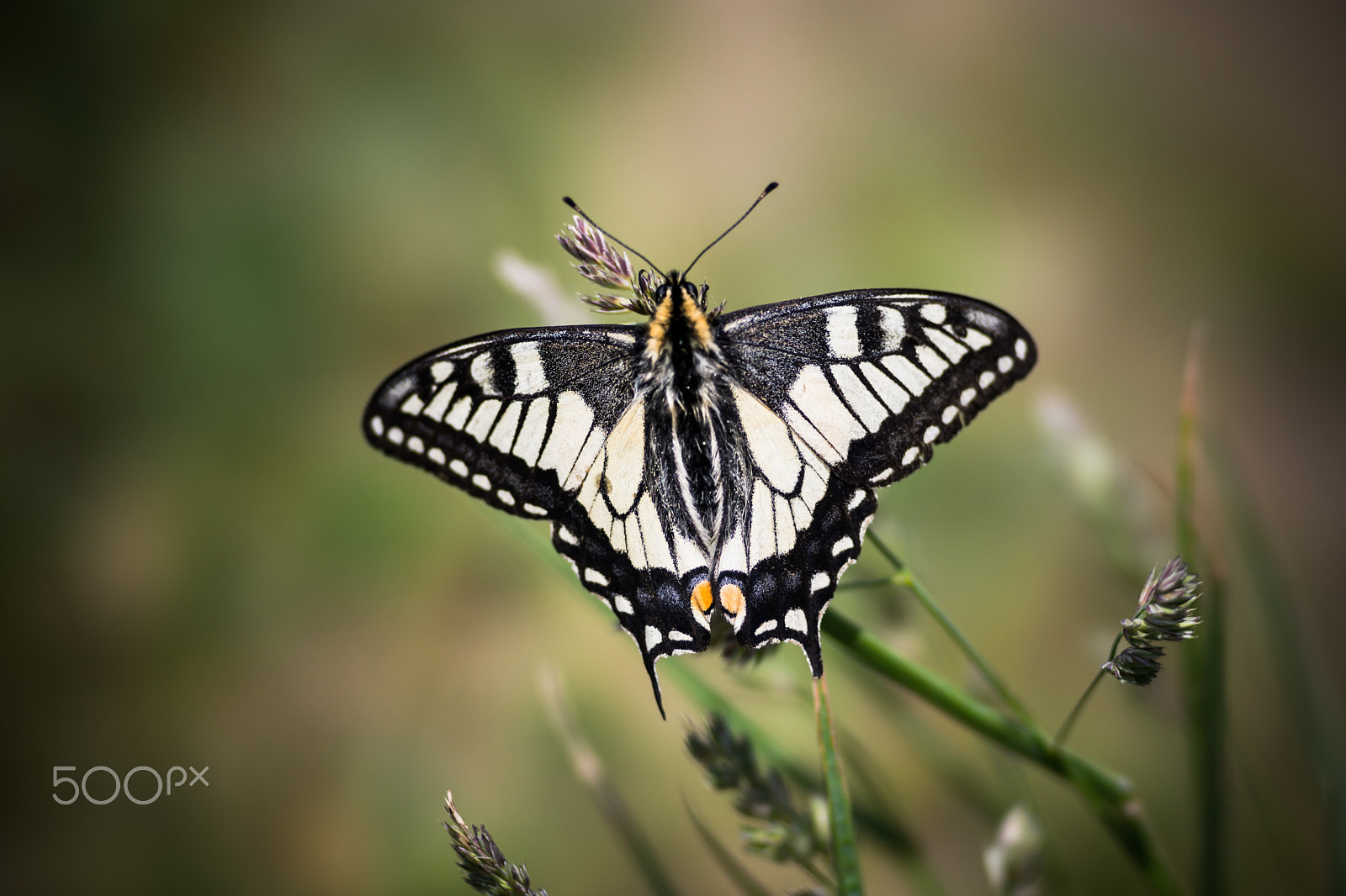Sony a99 II sample photo. Swallowtail butterfly photography