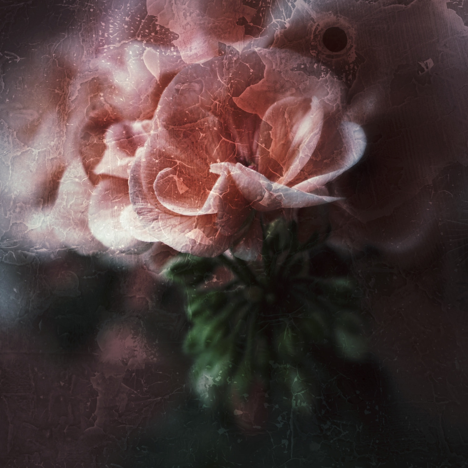 Olympus PEN E-PL7 sample photo. Pelargonium photography