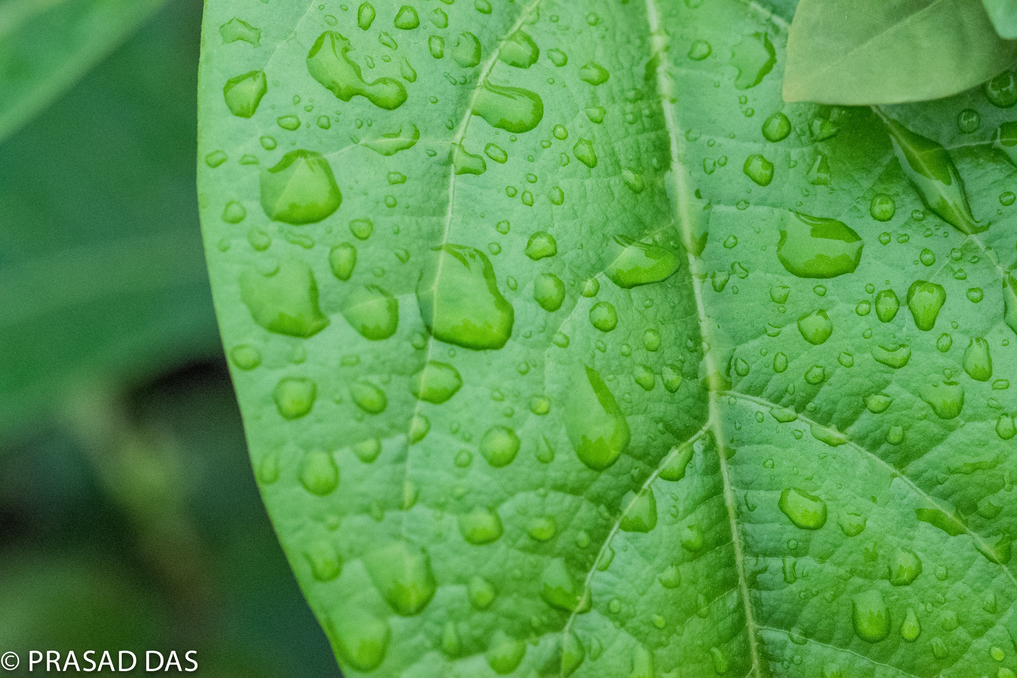 Nikon AF-S Micro-Nikkor 105mm F2.8G IF-ED VR sample photo. Rain drops on leaf photography