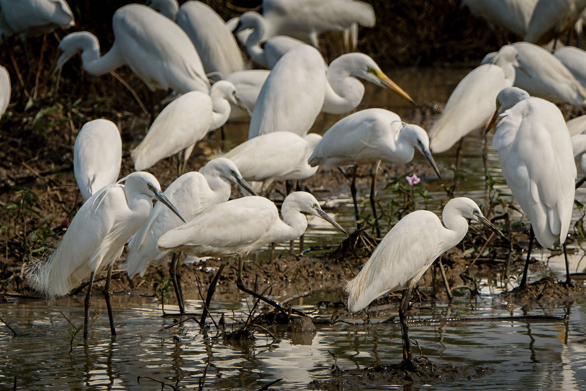 Sony ILCA-77M2 + Sony 70-400mm F4-5.6 G SSM II sample photo. Little egret photography