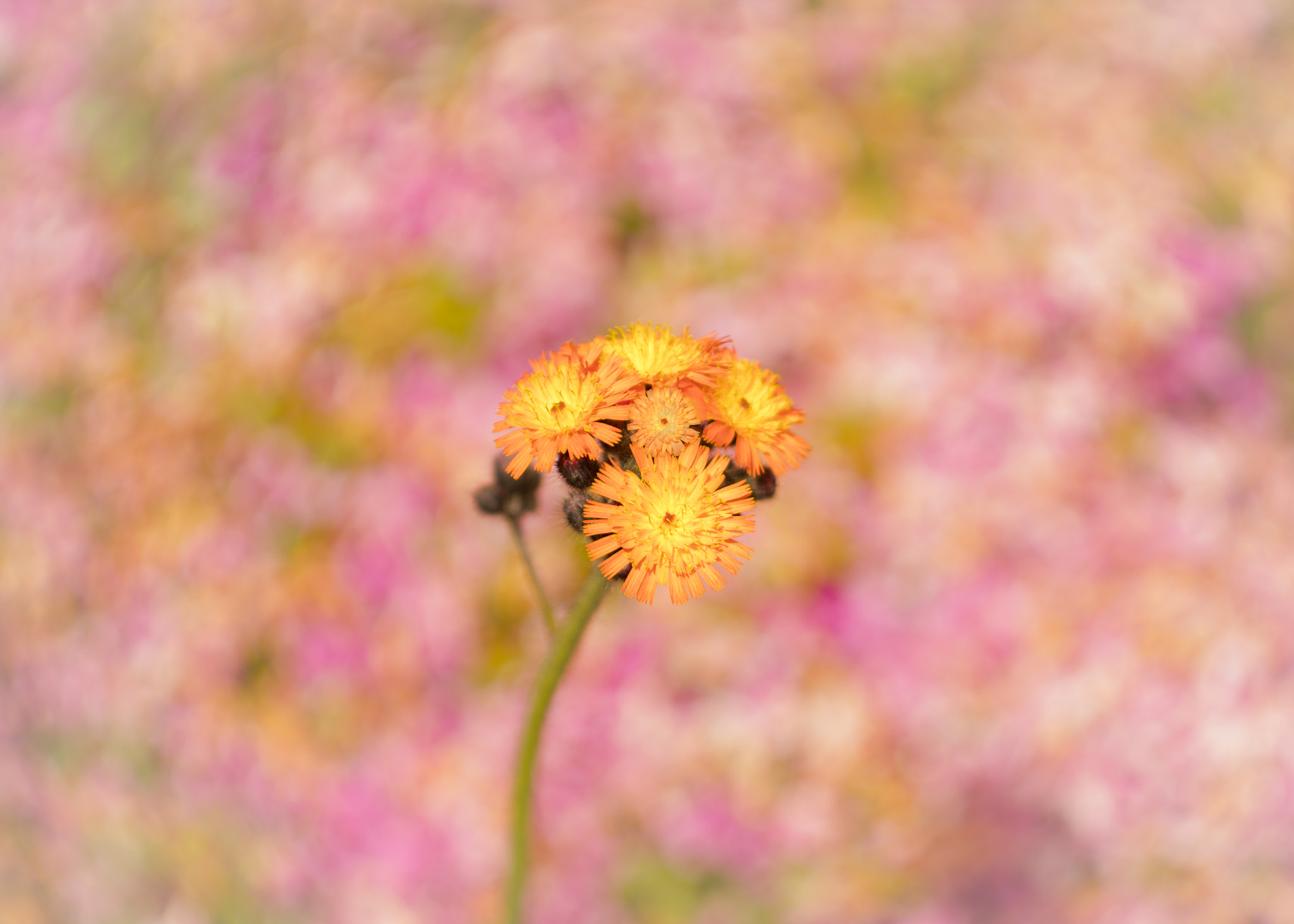 Canon EF 35-80mm f/4-5.6 sample photo. Orange crush photography