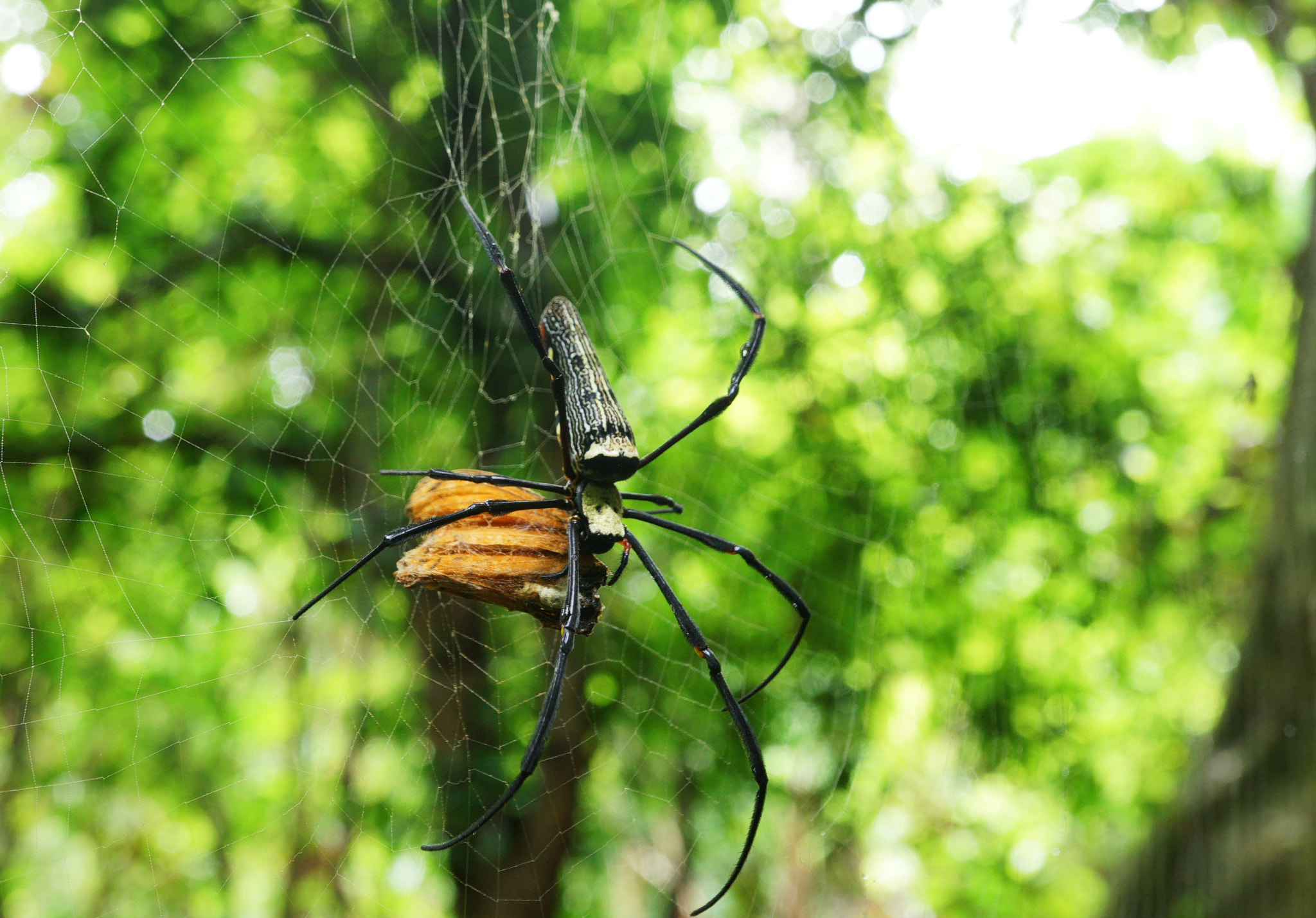 Sony a7 II sample photo. Spider catch butterfly and eat photography