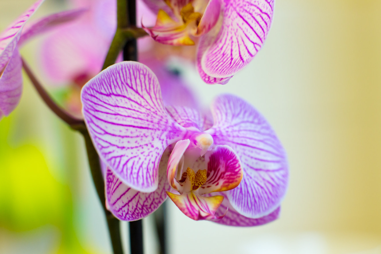 Canon EOS 6D + Canon EF 50mm F1.4 USM sample photo. Orchids macro photography