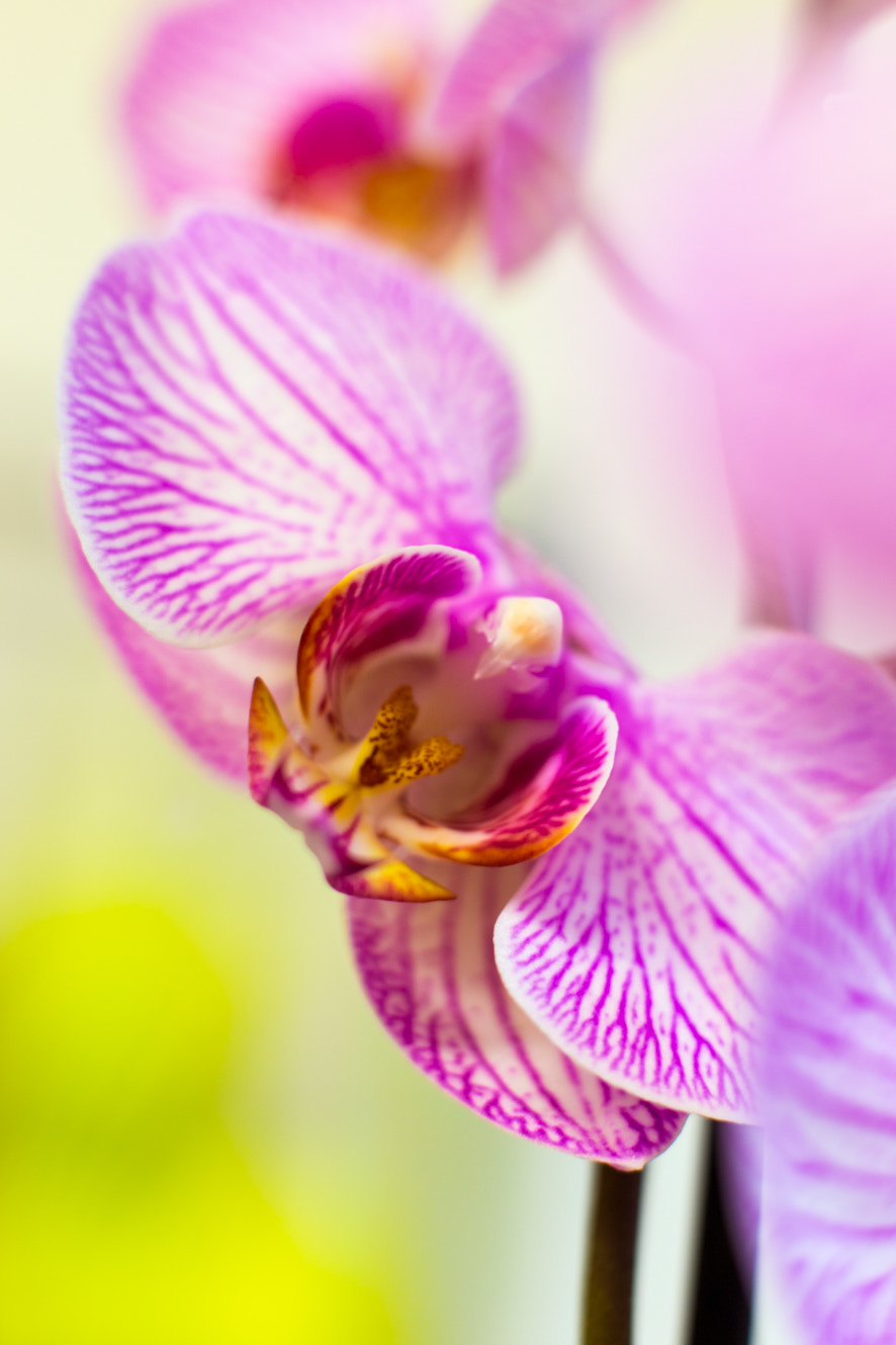 Canon EOS 6D + Canon EF 50mm F1.4 USM sample photo. Orchids macro photography