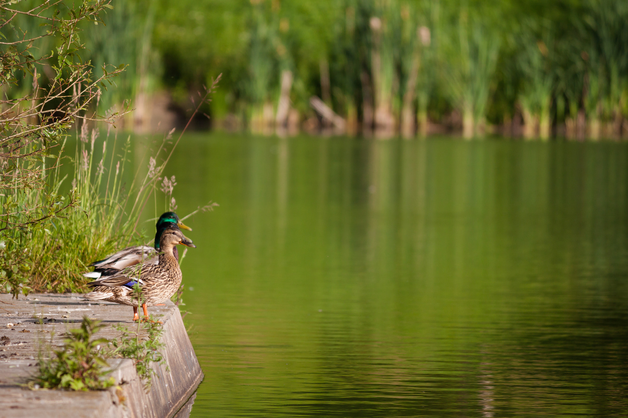 Canon EF-S 55-250mm F4-5.6 IS II sample photo. Ducks photography