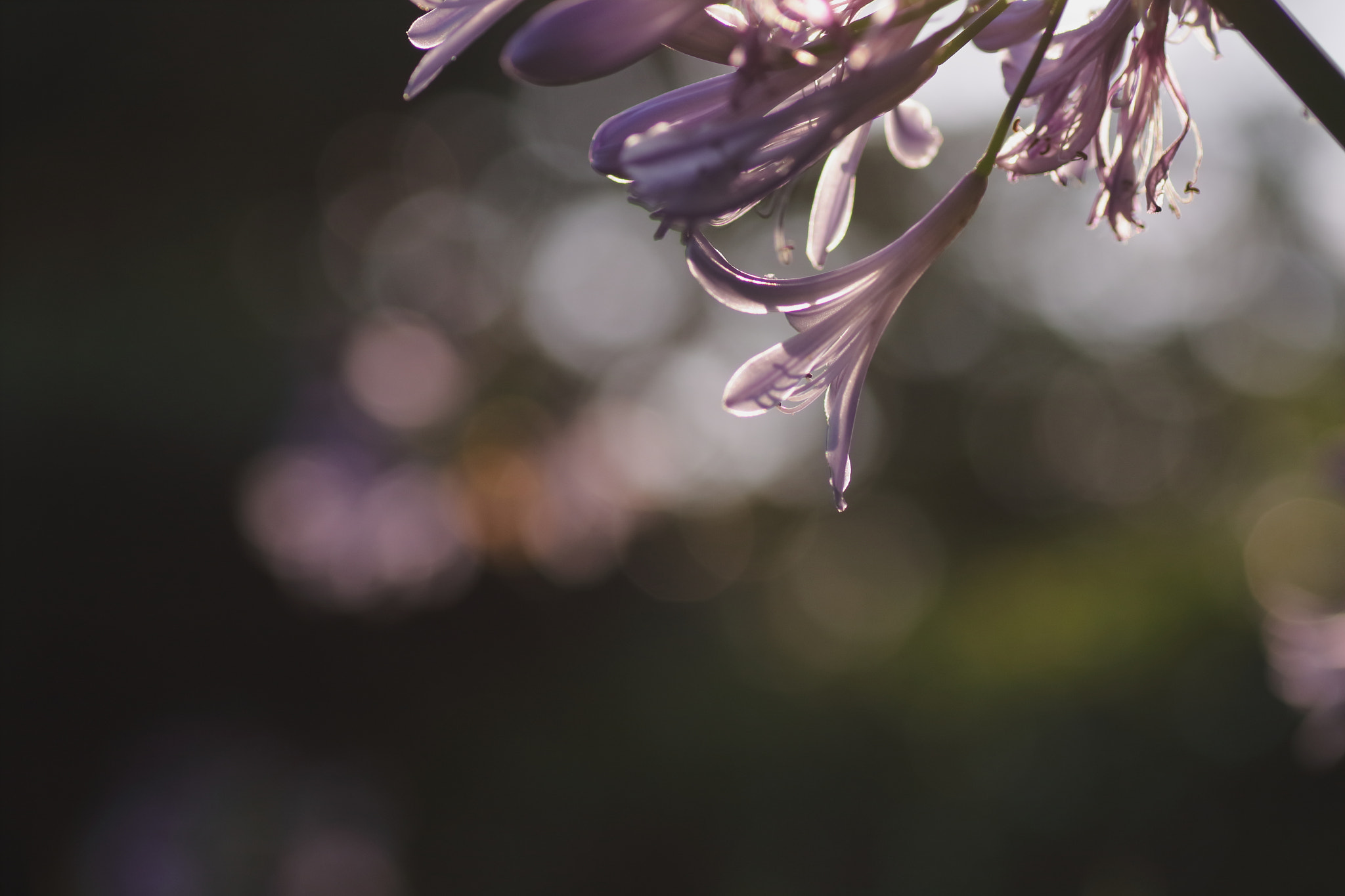 Canon EOS 7D Mark II + Tamron SP AF 90mm F2.8 Di Macro sample photo. ...アガパンサス。 photography