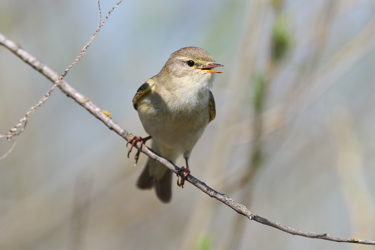 Canon EF 300mm F2.8L IS II USM sample photo. Willow warbler photography