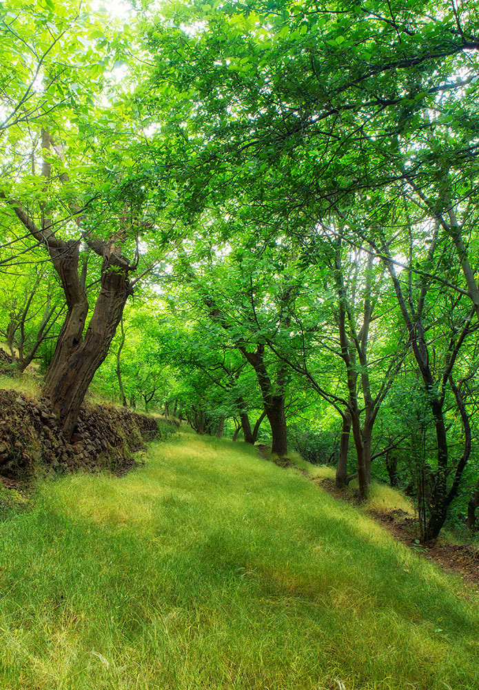Canon EOS-1D C sample photo. Kurdistan, north iraq photography