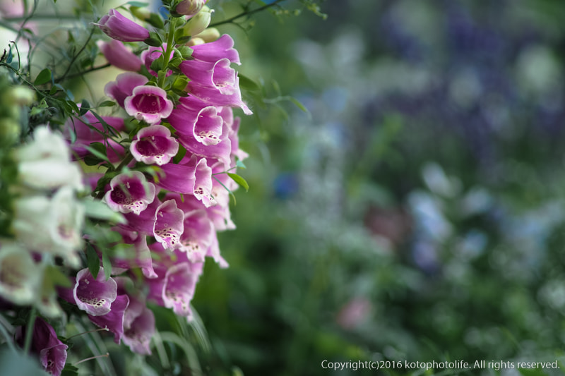 Olympus OM-D E-M10 II sample photo. Purple bell photography