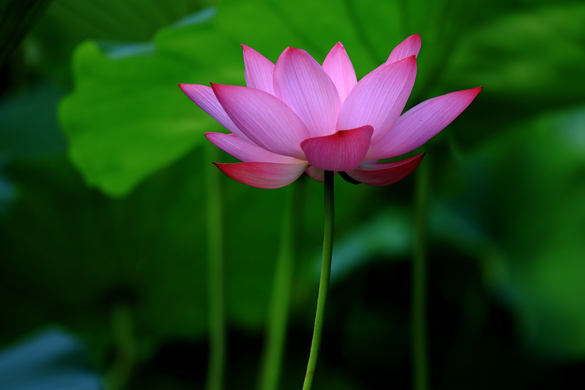 Tamron SP 150-600mm F5-6.3 Di VC USD sample photo. Lotus photography
