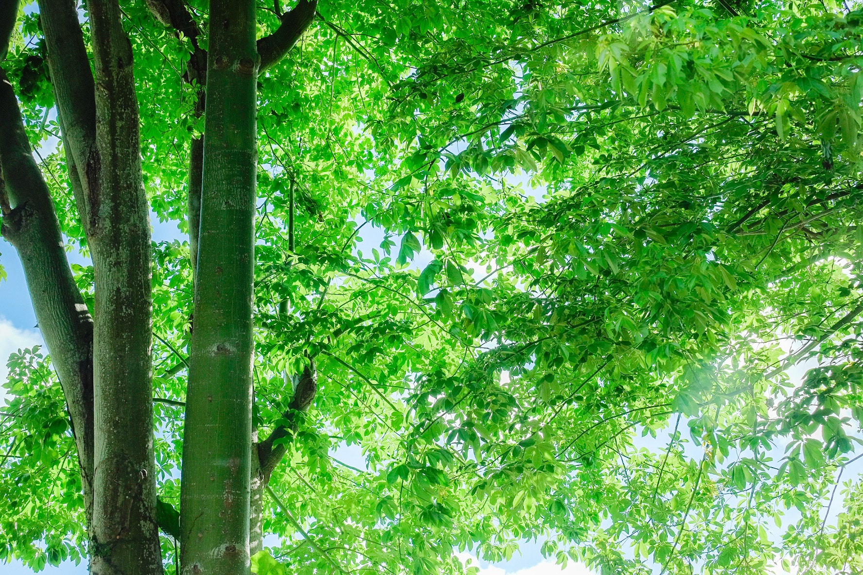 Fujifilm X-T10 + Fujifilm XC 50-230mm F4.5-6.7 OIS II sample photo. Summer day photography