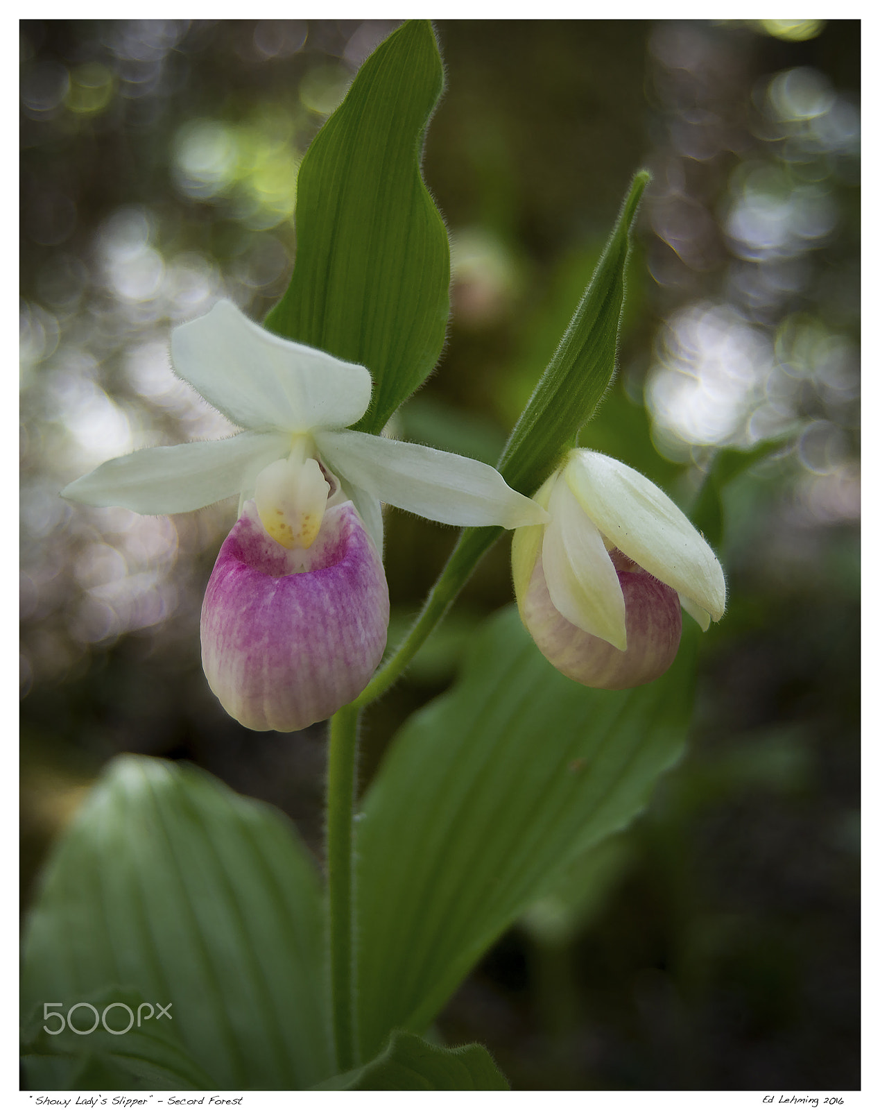 Nikon D800 + AF Zoom-Nikkor 28-70mm f/3.5-4.5D sample photo. "showy lady's slipper" - secord forest photography