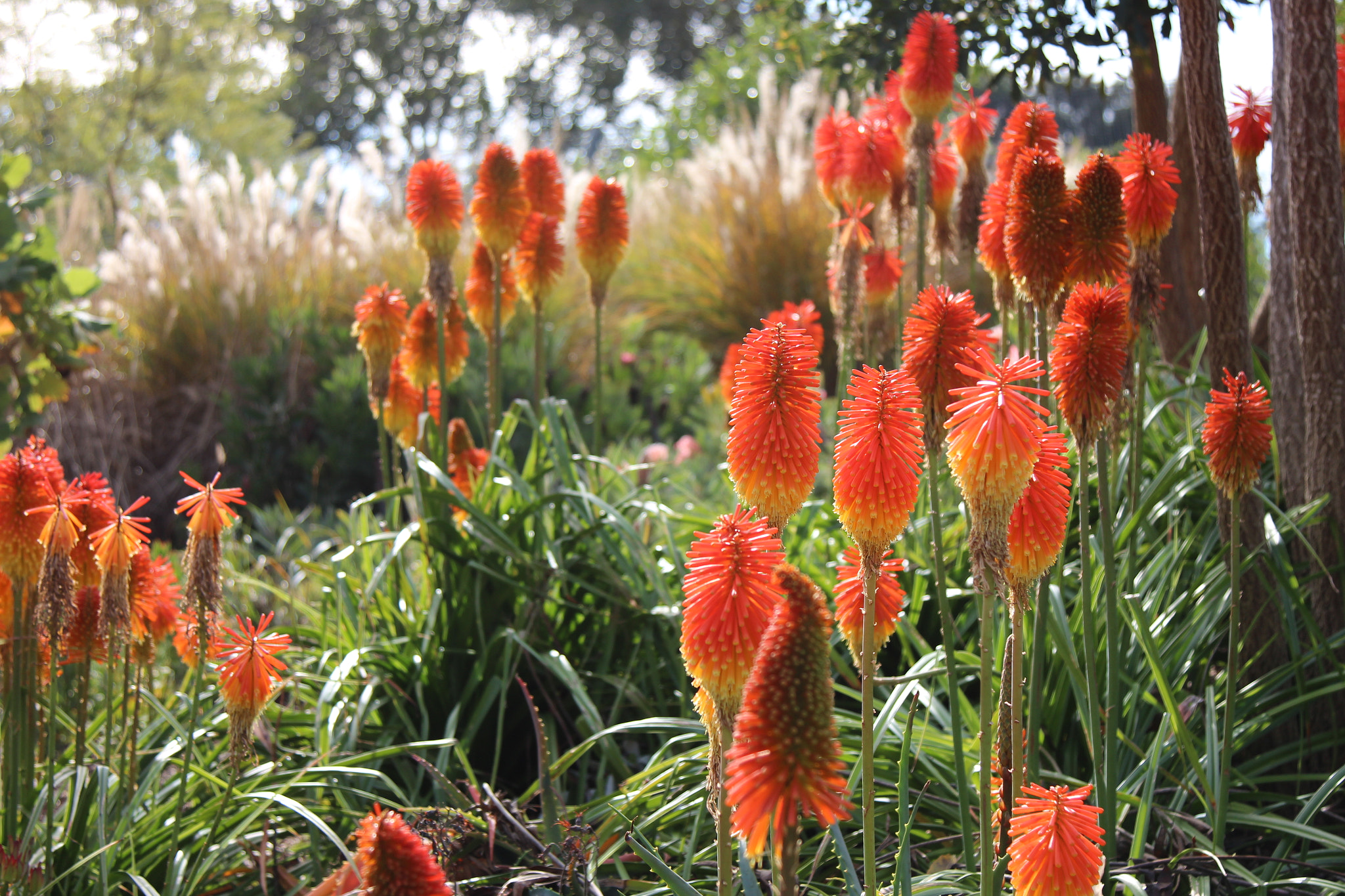 Canon EOS 600D (Rebel EOS T3i / EOS Kiss X5) sample photo. Red hot poker photography