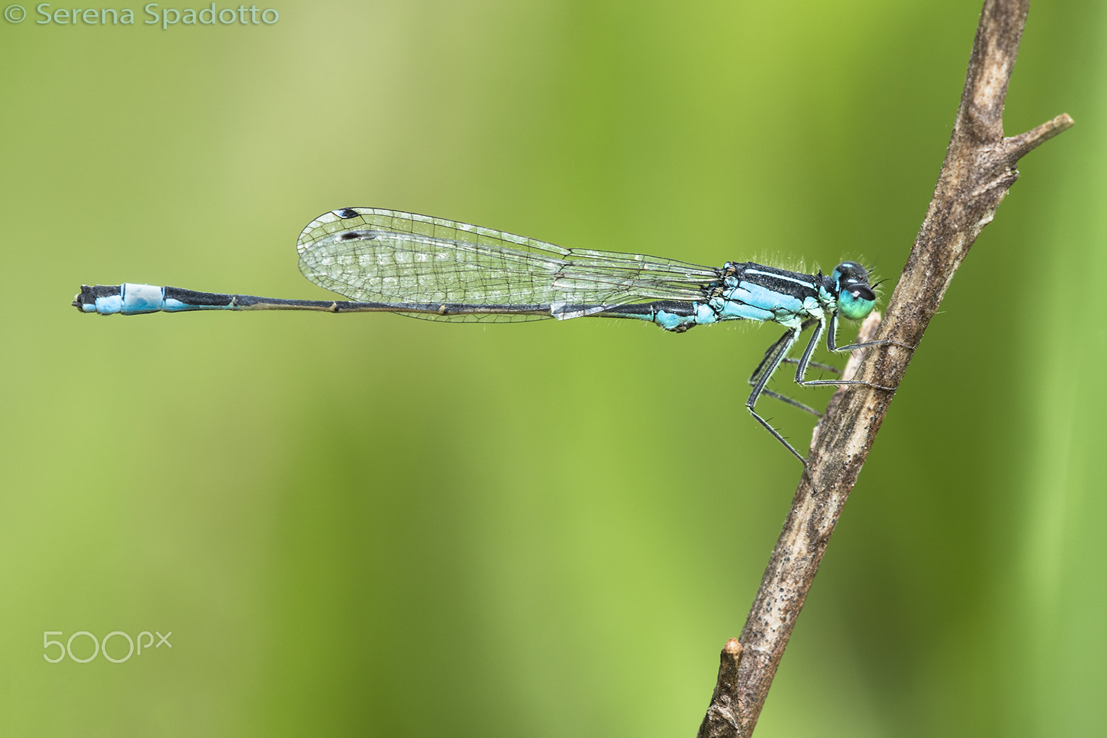 Nikon D810 + Nikon AF Micro-Nikkor 200mm F4D ED-IF sample photo. My first damselfly photography