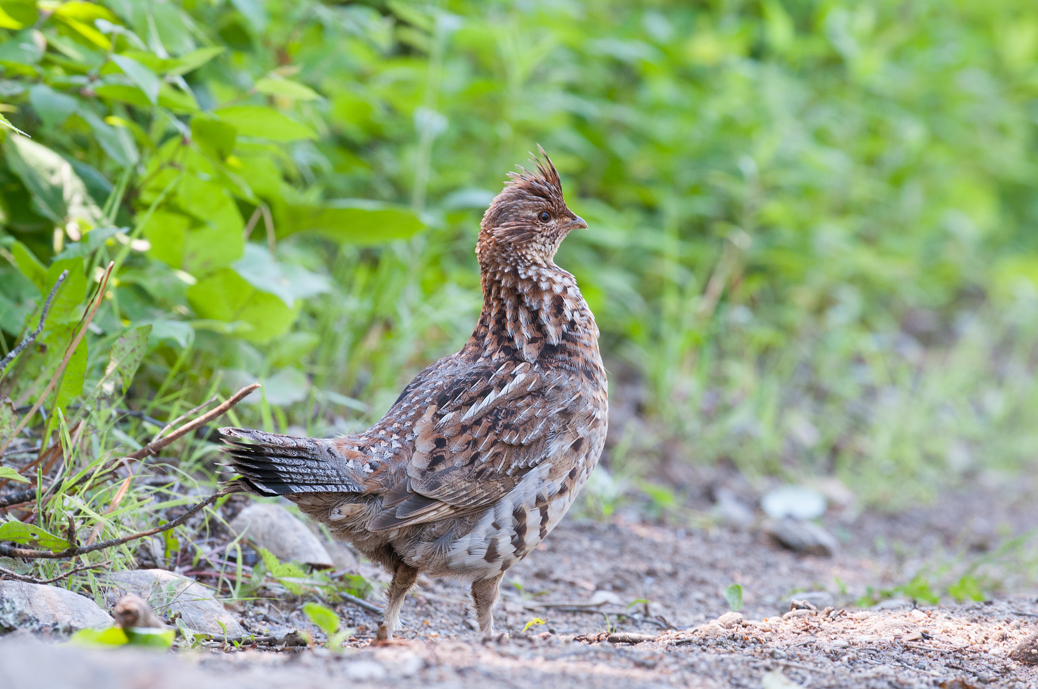 Nikon D300S + Nikon AF-S Nikkor 500mm F4G ED VR sample photo. Gélinotte huppée bonasa umbellus ruffed grouse photography