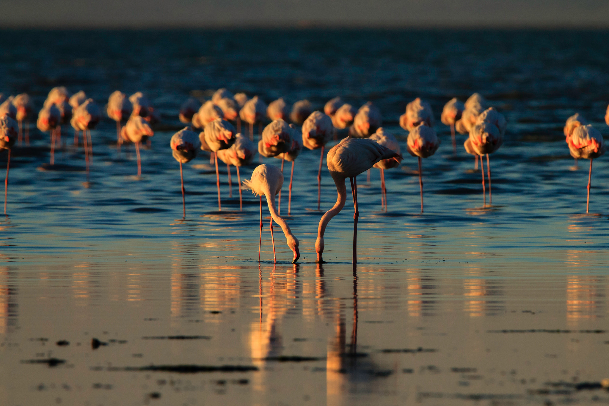 Tamron SP 150-600mm F5-6.3 Di VC USD sample photo. Flamingos photography