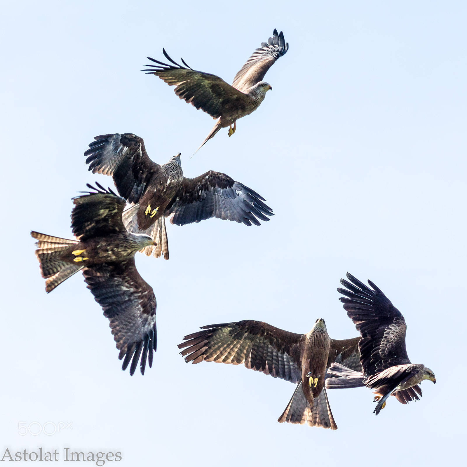 Sony ILCA-77M2 + Minolta AF 200mm F2.8 HS-APO G sample photo. A tangle of kites photography