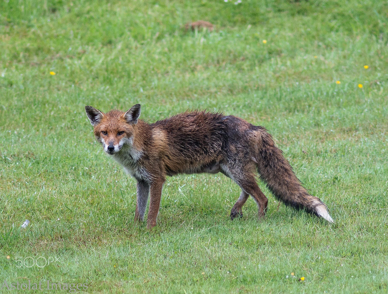 Sony a7R II + Minolta AF 200mm F2.8 HS-APO G sample photo. Fox photography