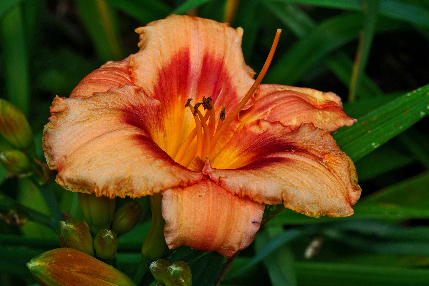 100mm F2.8 SSM sample photo. Peach day lily photography