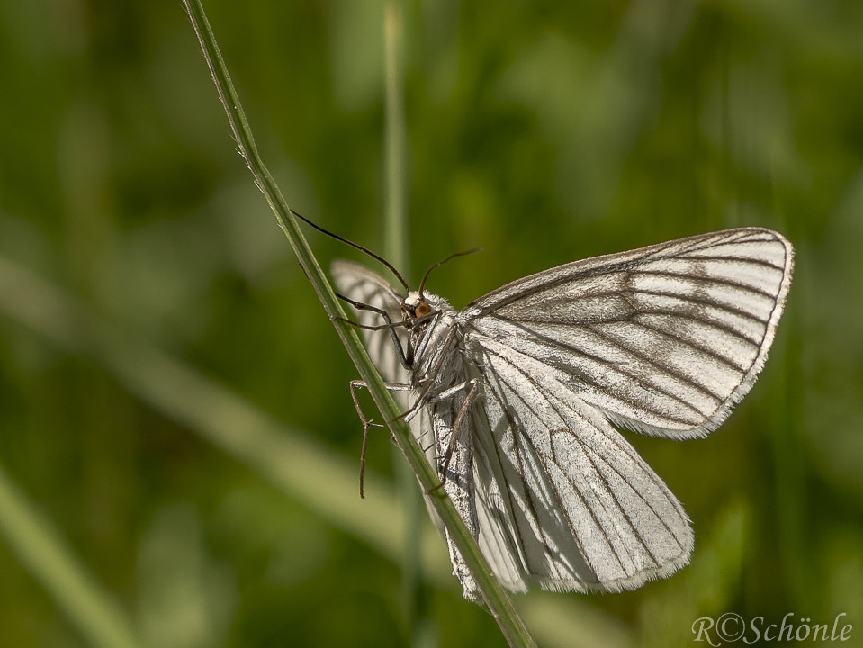 Panasonic DMC-G70 sample photo. Hartheu-spanner (siona lineata) photography