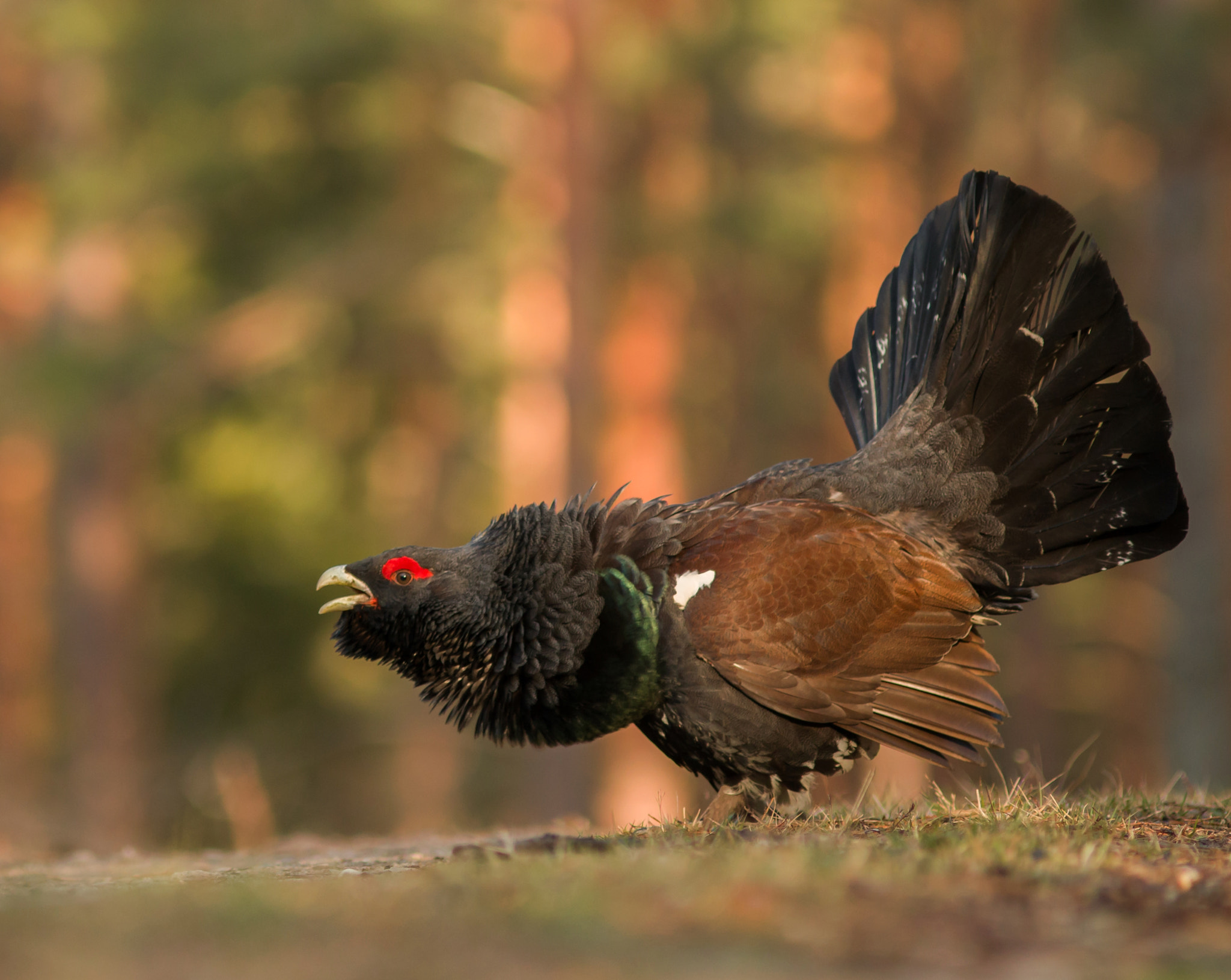 Canon EOS 70D + Canon EF 300mm F4L IS USM sample photo. Capercaillie photography