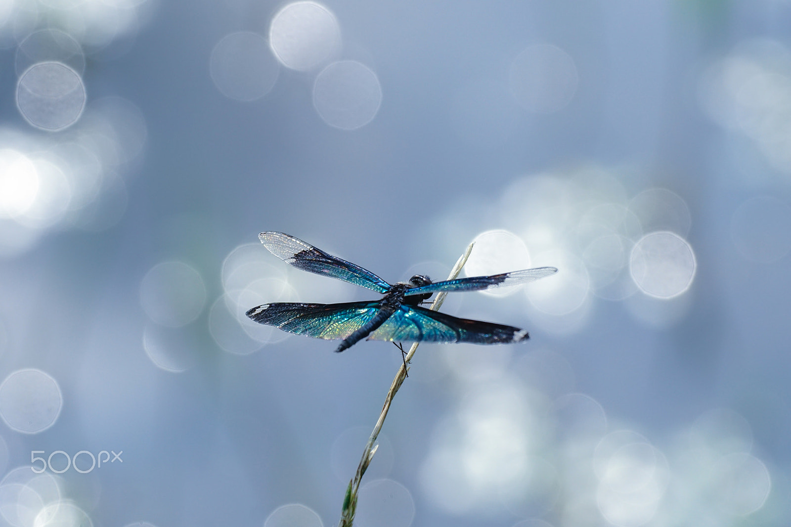 Sony ILCA-77M2 + Minolta AF 100mm F2.8 Macro [New] sample photo. Butterfly skimmer photography