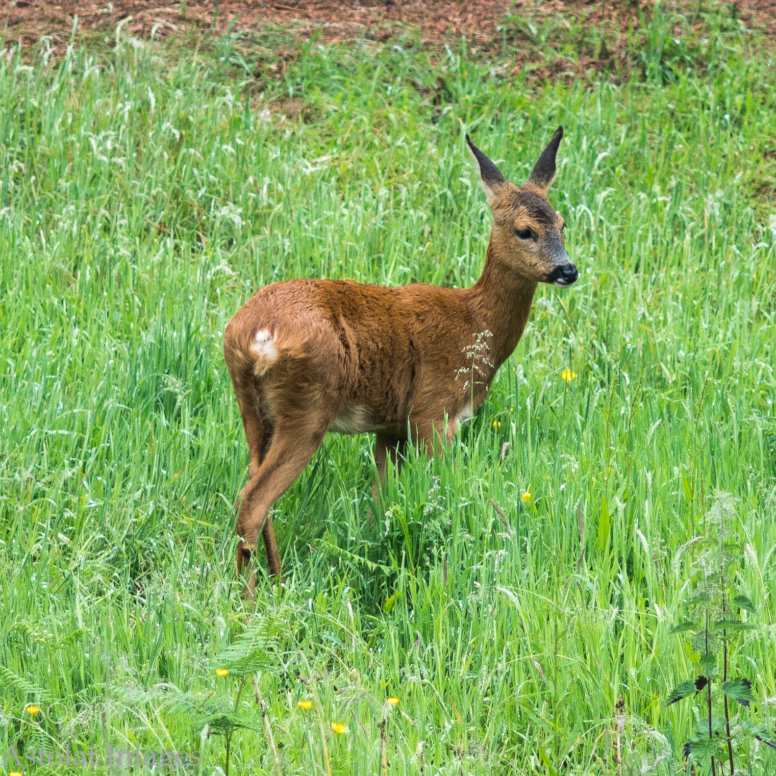 Sony a7R II + Minolta AF 200mm F2.8 HS-APO G sample photo. Bambi photography