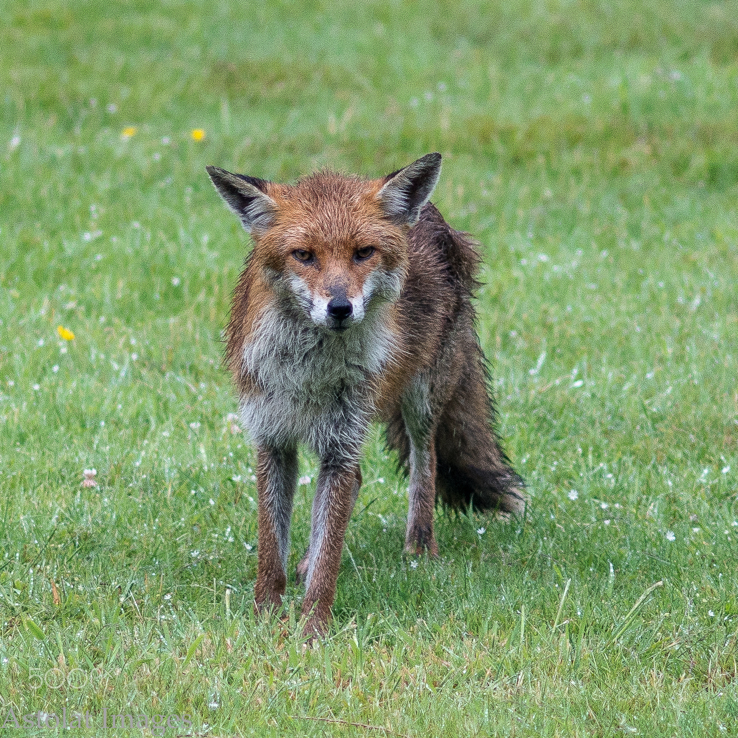 Sony a7R II + Minolta AF 200mm F2.8 HS-APO G sample photo. Hungry fox photography