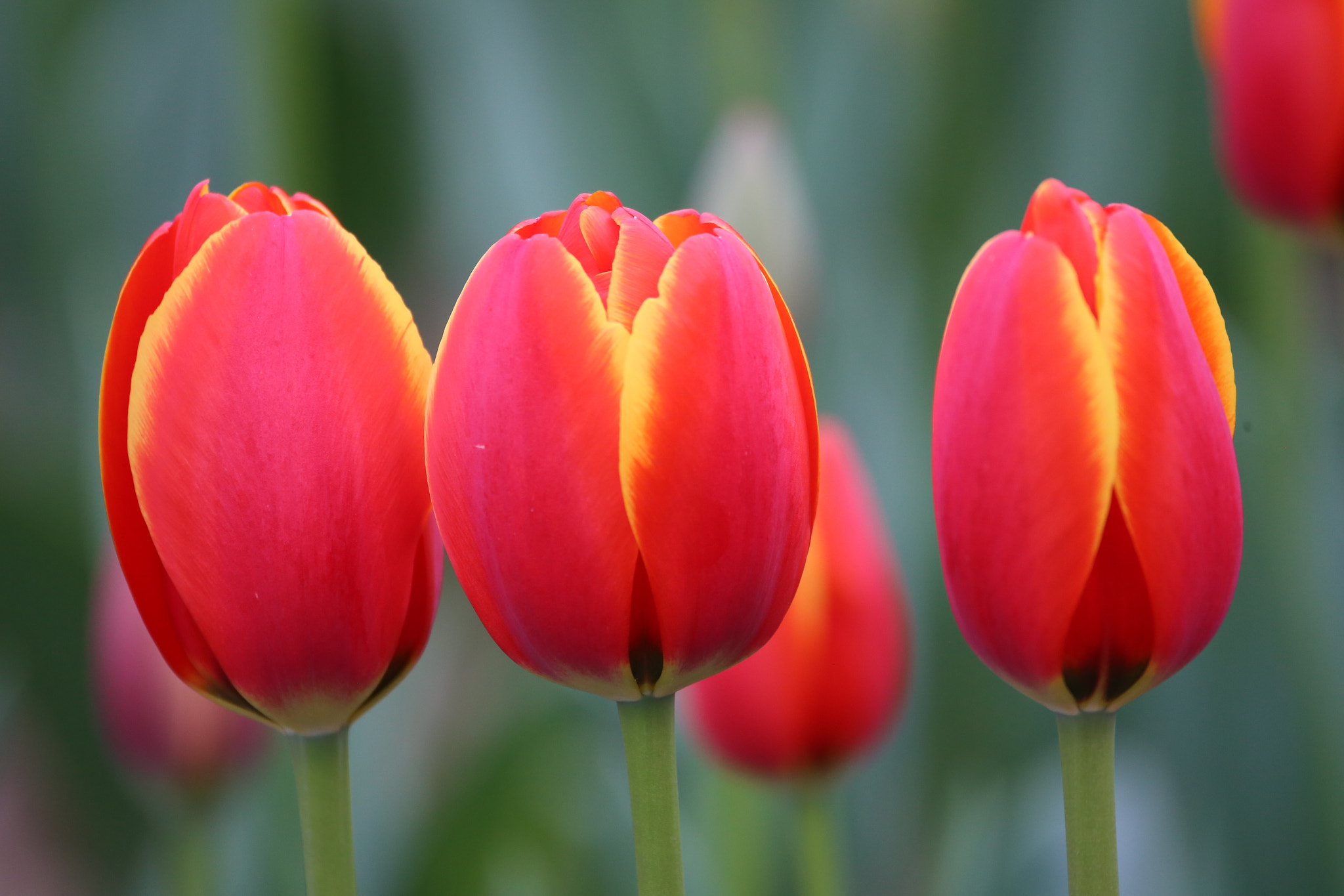 Sigma 150-600mm F5-6.3 DG OS HSM | C sample photo