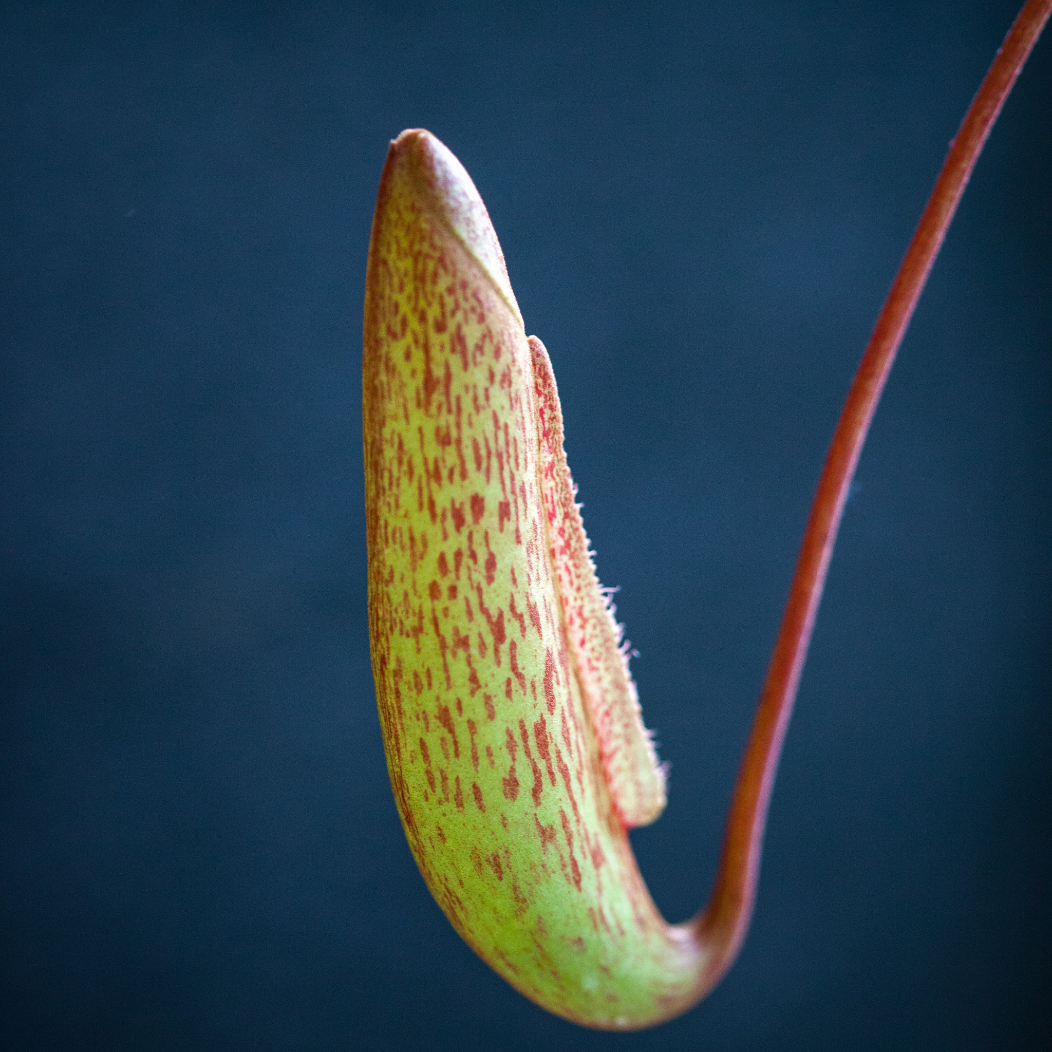 Sigma 105mm F2.8 EX DG OS HSM sample photo. 016 - carnivourous plant photography
