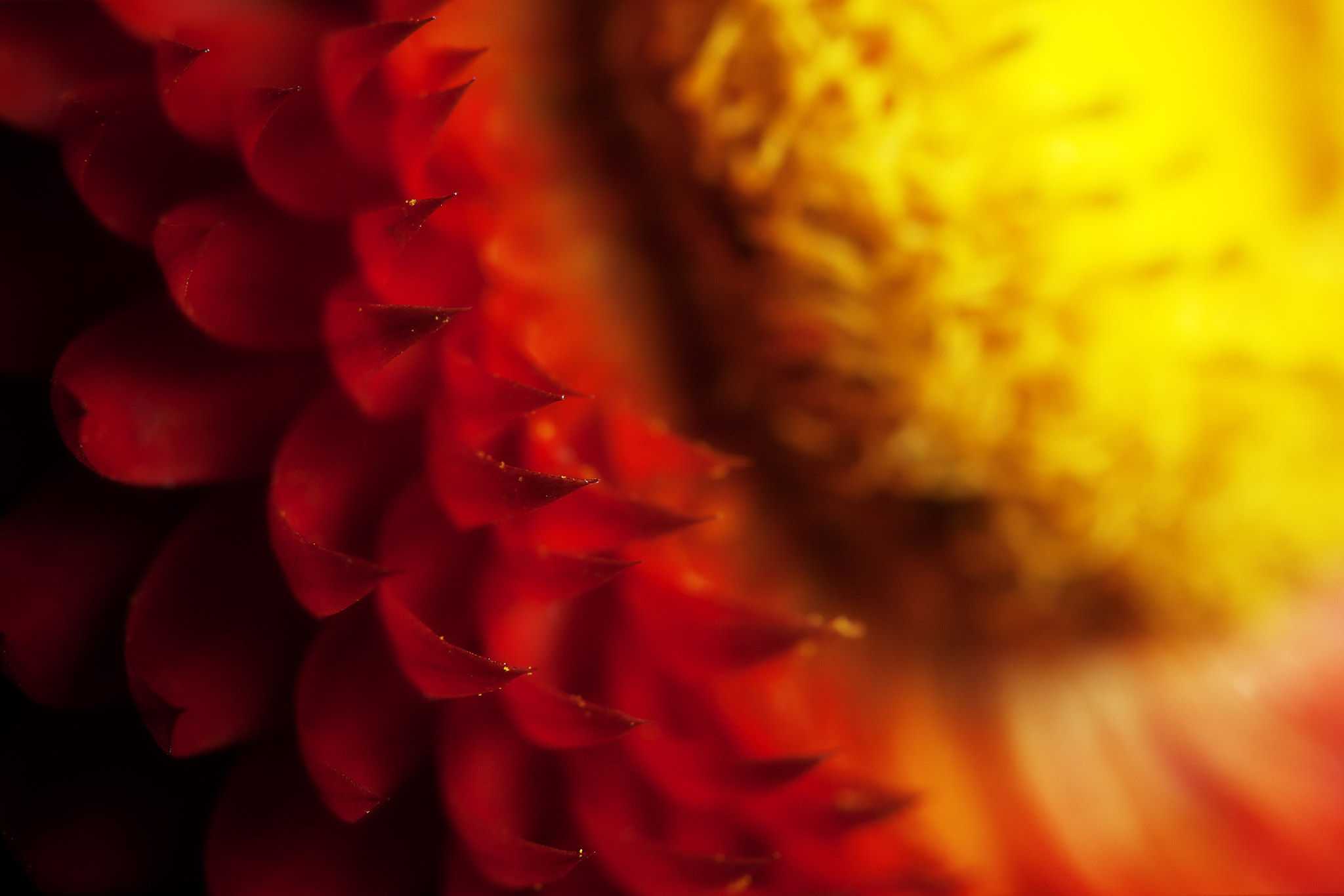 Tamron SP AF 180mm F3.5 Di LD (IF) Macro sample photo. Color abstract photography