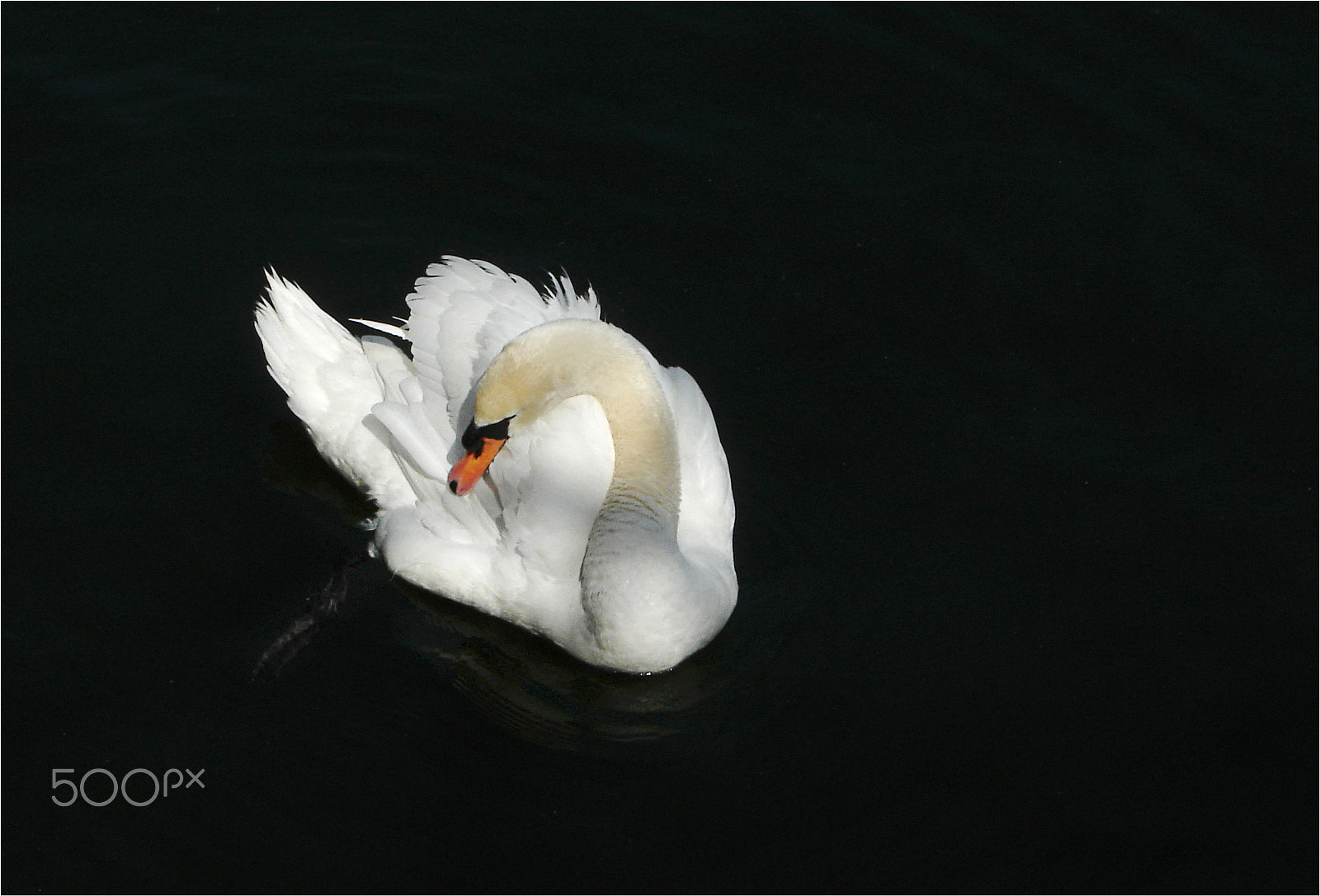 Sony DSC-W5 sample photo. Elegant swan photography