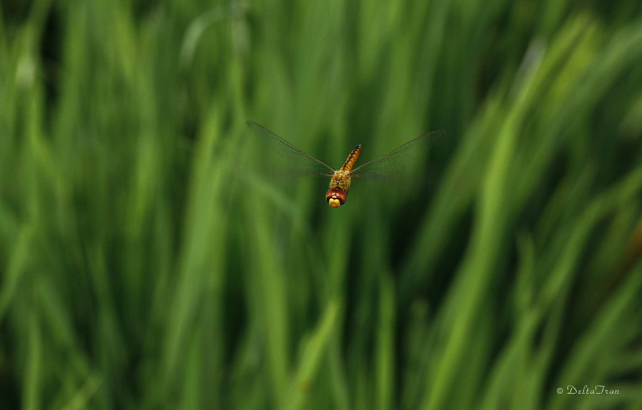 Canon EF-S 55-250mm F4-5.6 IS II sample photo. Fly photography
