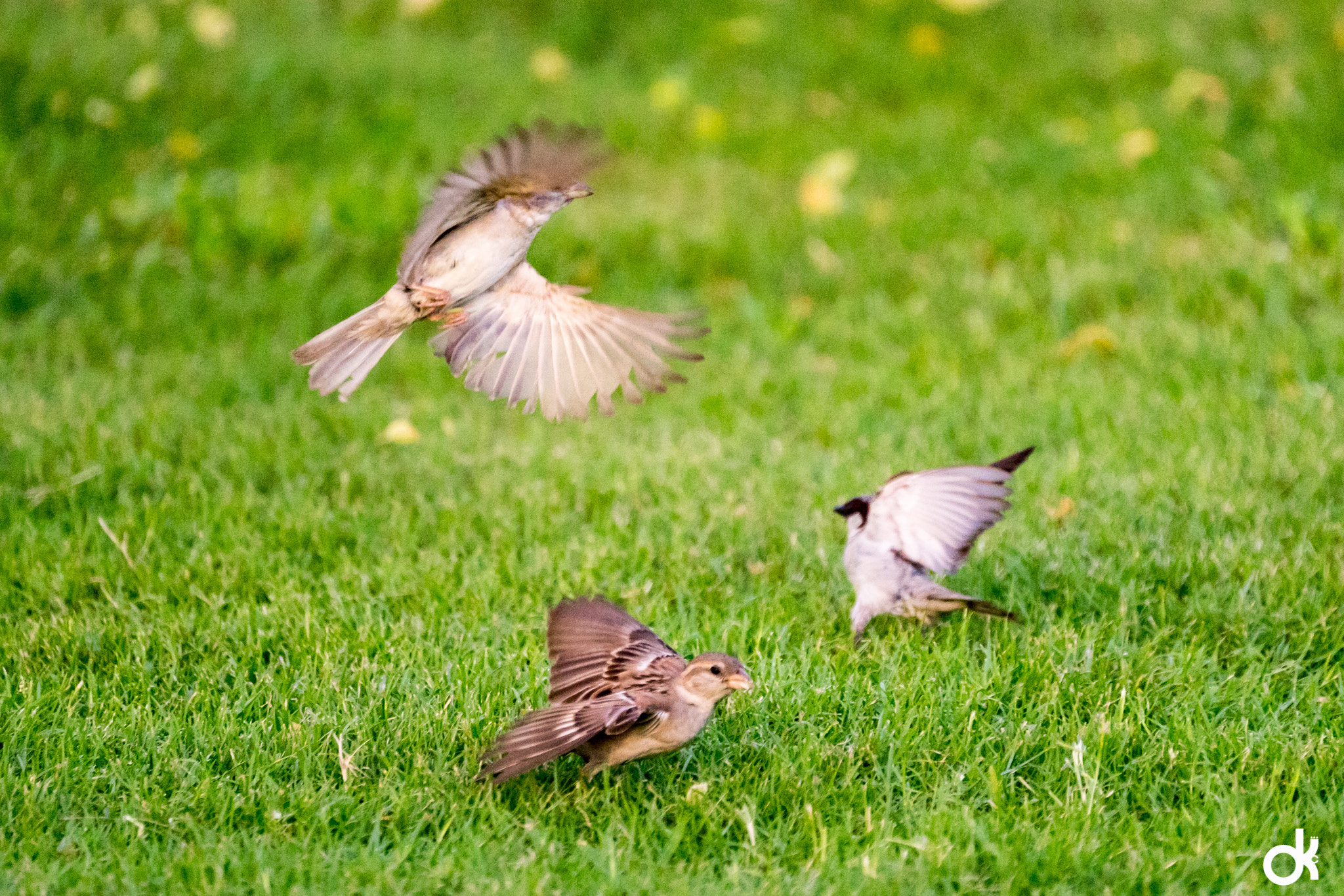Sony FE 70-300mm F4.5-5.6 G OSS sample photo. Sparrow fight photography