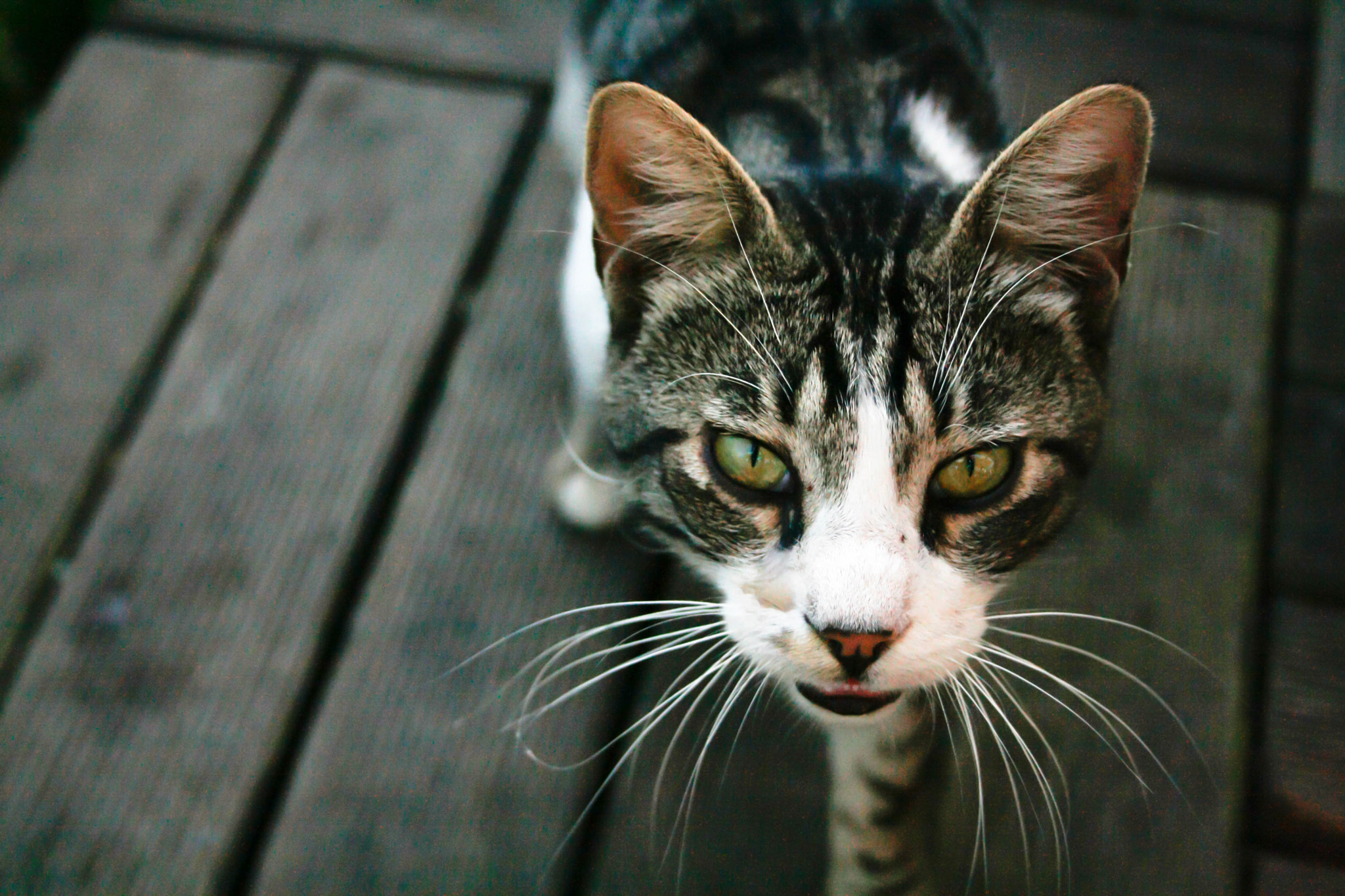 Canon EF-S 18-55mm F3.5-5.6 sample photo. Kedi photography