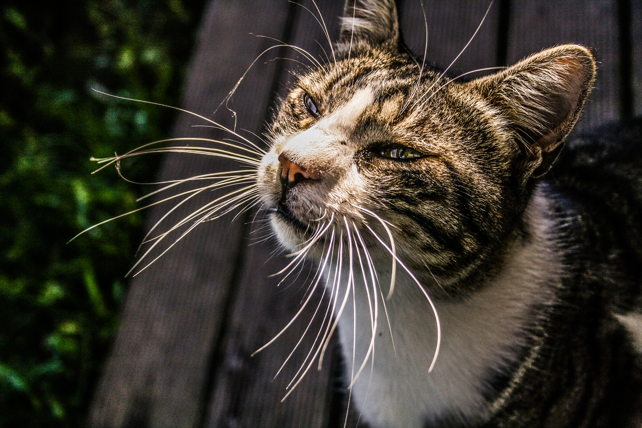 Canon EF-S 18-55mm F3.5-5.6 sample photo. Kedi photography