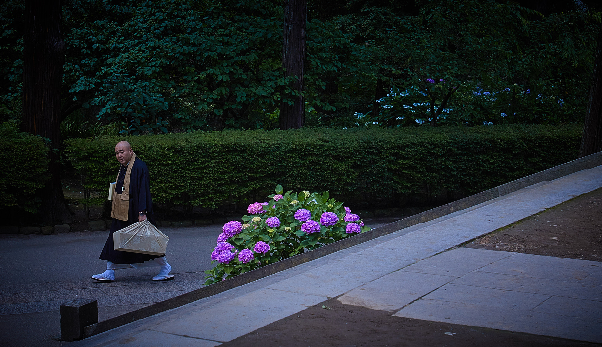 Canon EOS 70D + Canon EF 16-35mm F2.8L USM sample photo. Time the bloom of hydrangea photography