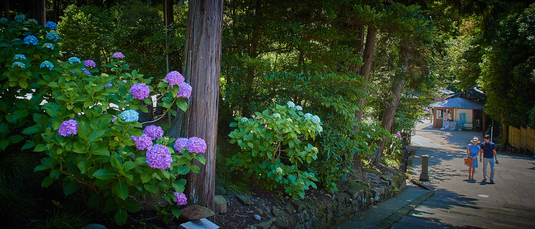 Canon EOS 70D + Canon EF 16-35mm F2.8L USM sample photo. In the bloom of hydrangeas photography