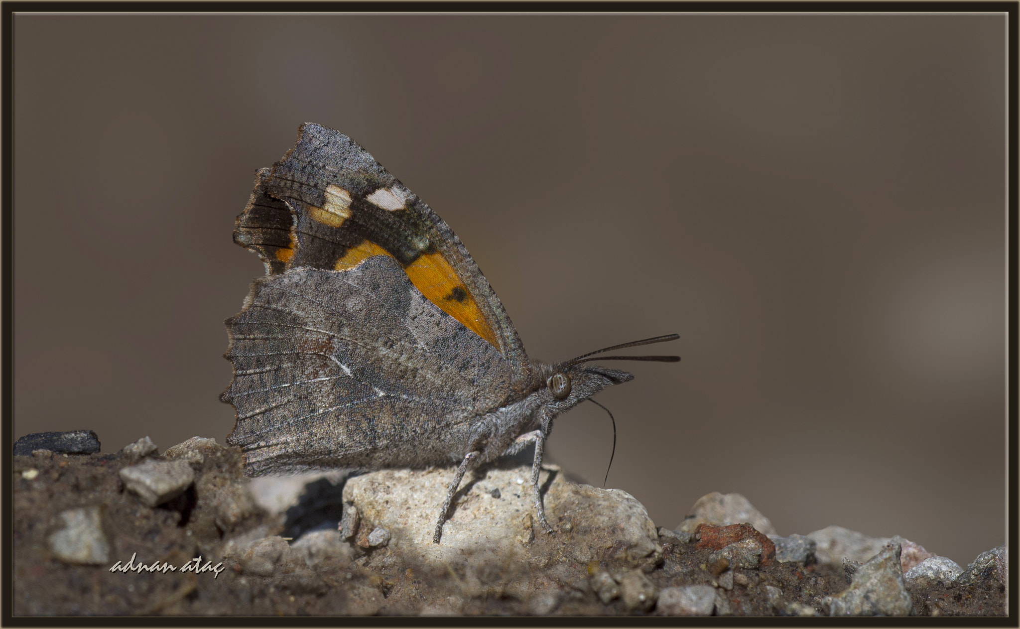 AF Zoom-Micro Nikkor 70-180mm f/4.5-5.6D ED sample photo. Çitlembik kelebeği - libythea celtis - nettle tree butterfly photography