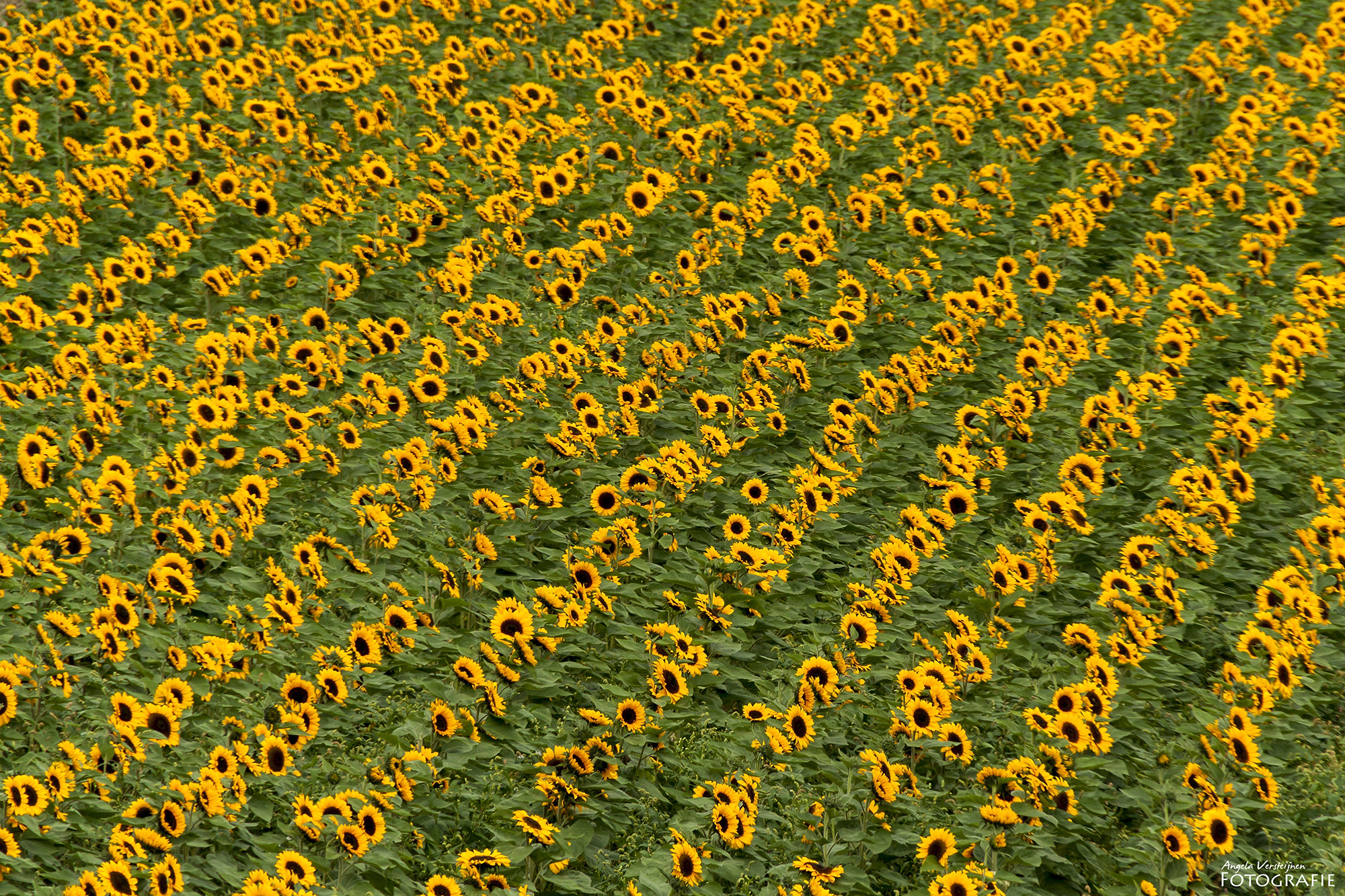 Canon EOS 50D + Sigma 18-250mm F3.5-6.3 DC OS HSM sample photo. Sunflowers photography