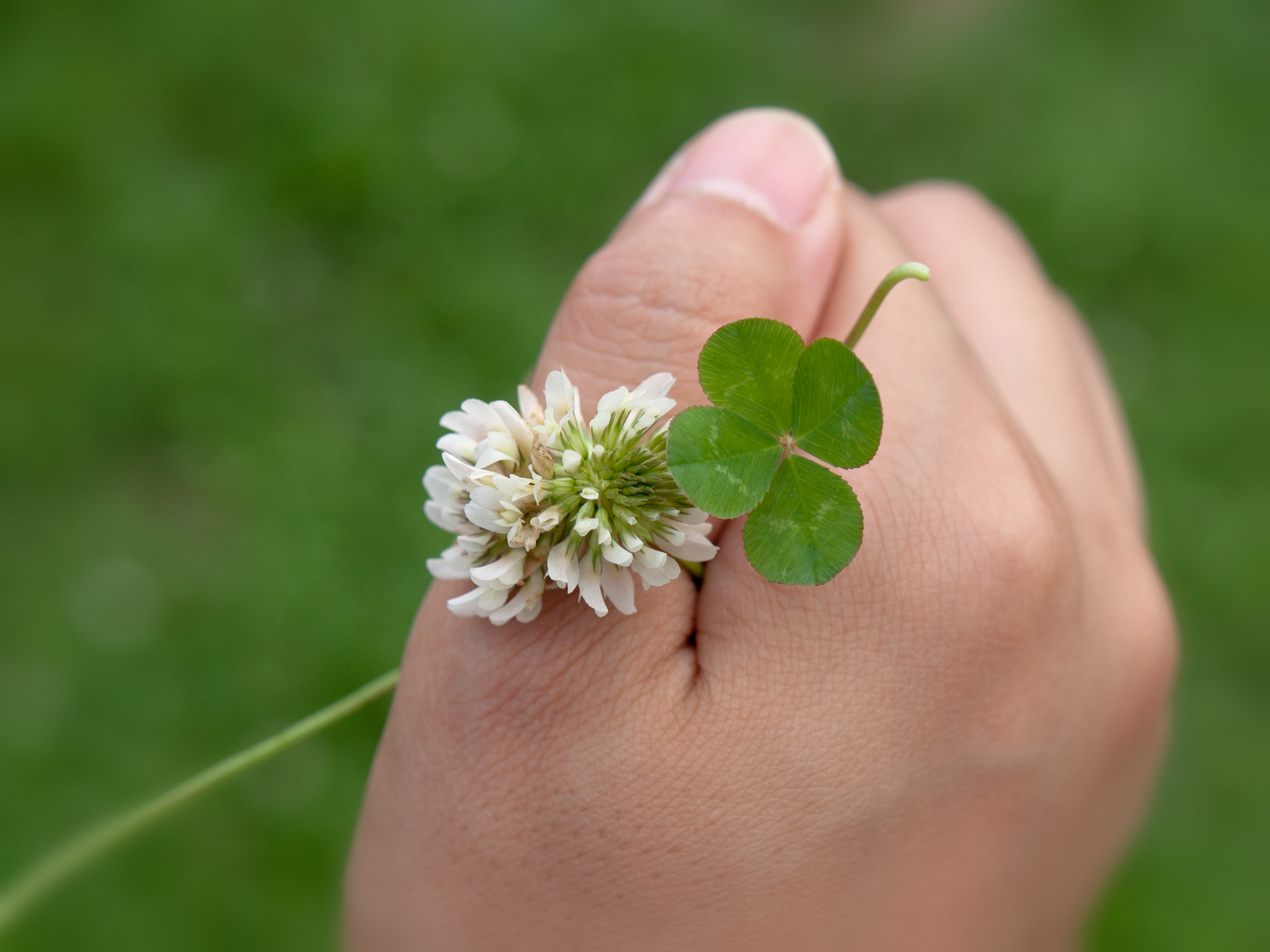 OLYMPUS 14-54mm Lens sample photo. A four-leaf clover photography