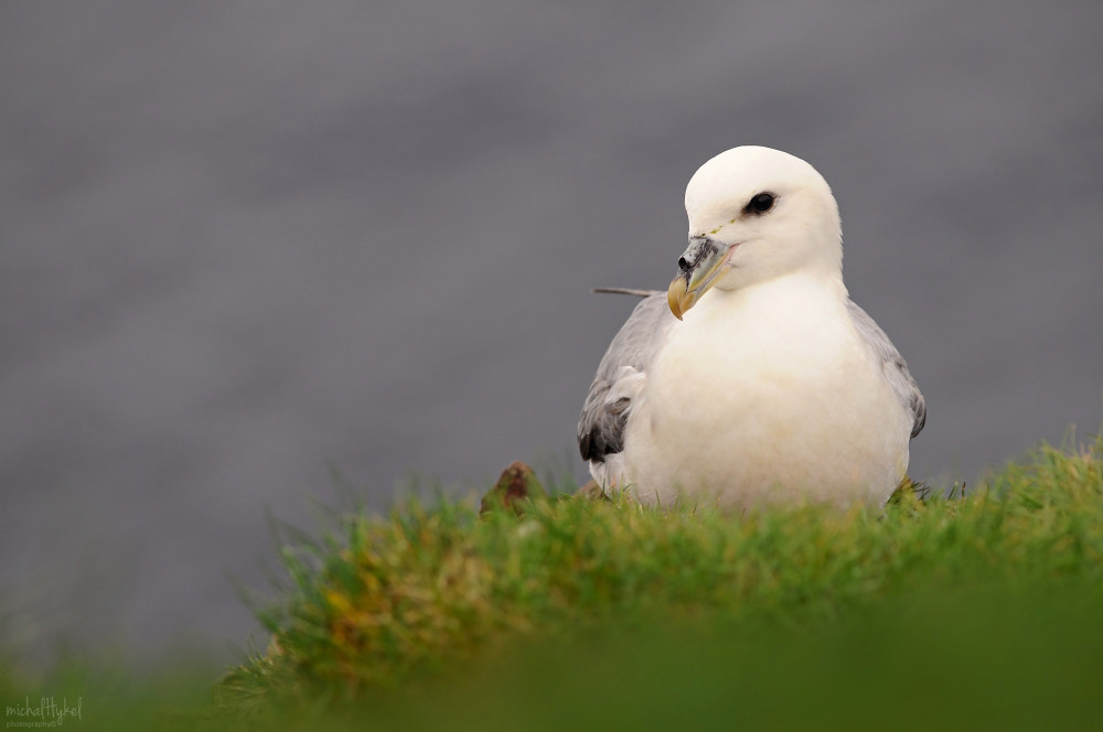 Nikon AF-S Nikkor 300mm F4D ED-IF sample photo. Northern fulmar | iceland photography