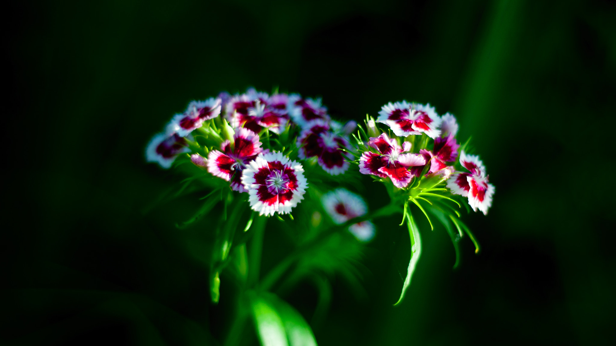 Nikon D5000 + Nikon AF Nikkor 50mm F1.8D sample photo. Under last rays photography