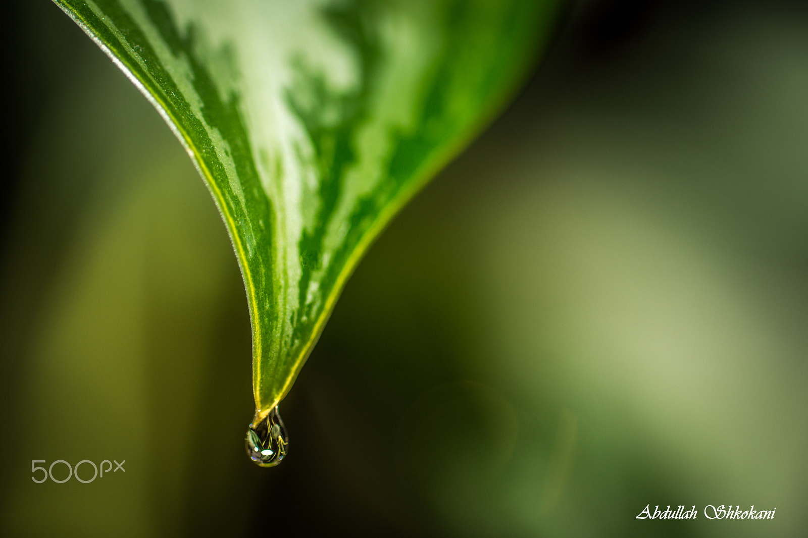 Sony a99 II + Sony 100mm F2.8 Macro sample photo. Water drop photography