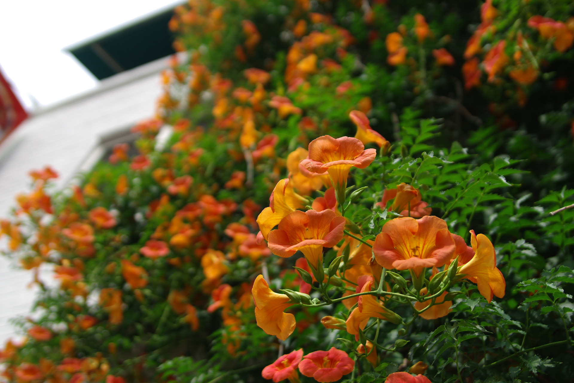 Tamron AF 28-75mm F2.8 XR Di LD Aspherical (IF) sample photo. 능소화 photography